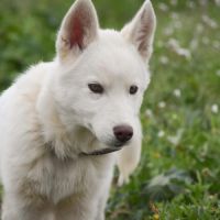 Chiots husky sibérien lof blancs – 6 mois – 2 mâle