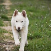 Chiots husky sibérien lof blancs – 6 mois – 2 mâle #8