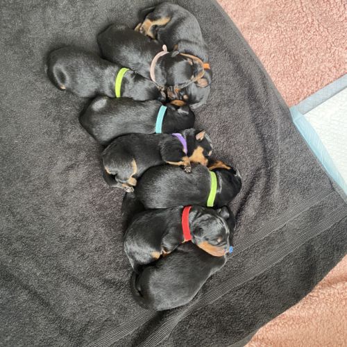 Chiots rottweiler à réserver #1