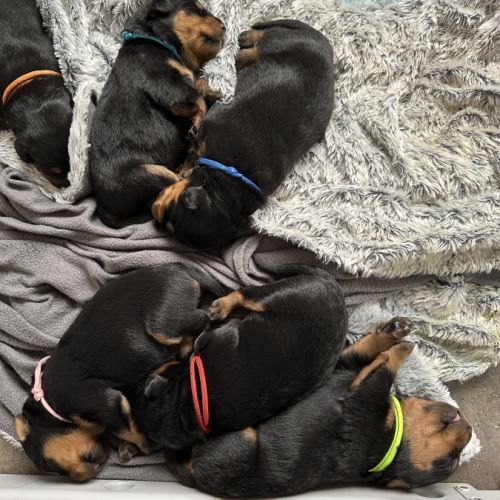 Chiots rottweiler à réserver #5