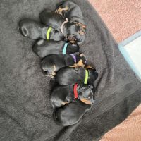 Chiots rottweiler à réserver #1