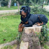 Chiots rottweiler à réserver #2