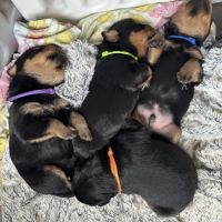 Chiots rottweiler à réserver #3