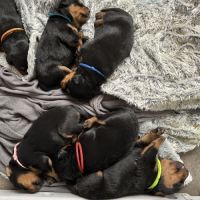 Chiots rottweiler à réserver #5