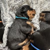 Chiots rottweiler à réserver #6