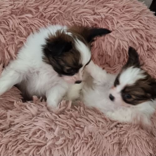 A réserver chiot papillon femelle #3
