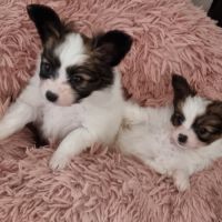 A réserver chiot papillon femelle #2