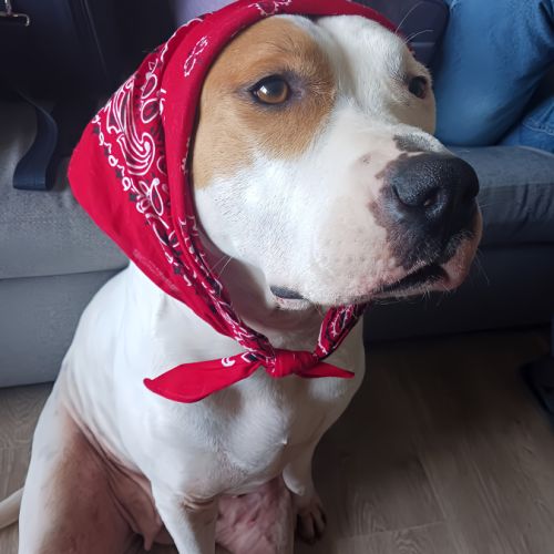 Nibby,5 ans,cherche un bon foyer #1