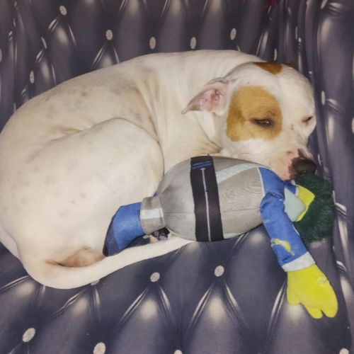 Nibby,5 ans,cherche un bon foyer #3