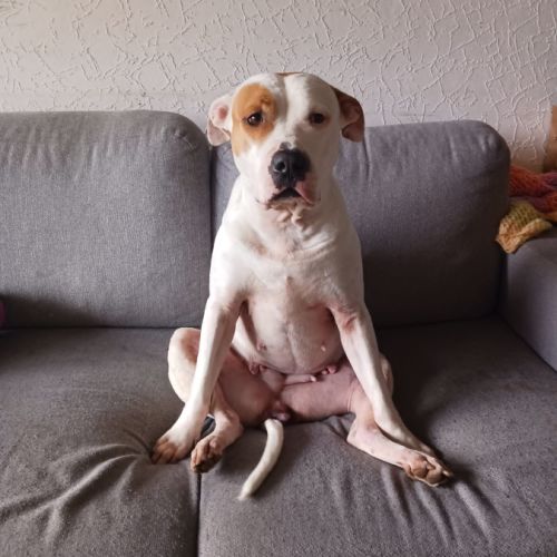 Nibby,5 ans,cherche un bon foyer #5