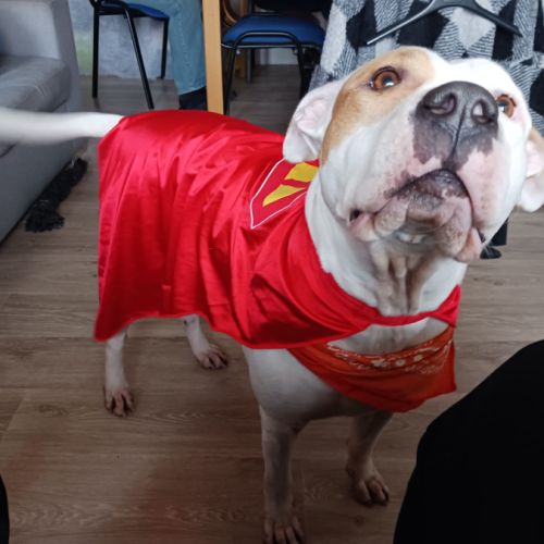 Nibby,5 ans,cherche un bon foyer #0