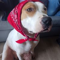 Nibby,5 ans,cherche un bon foyer #1