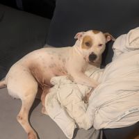 Nibby,5 ans,cherche un bon foyer #2