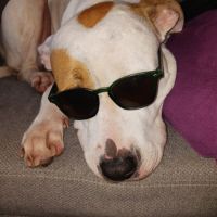 Nibby,5 ans,cherche un bon foyer #4