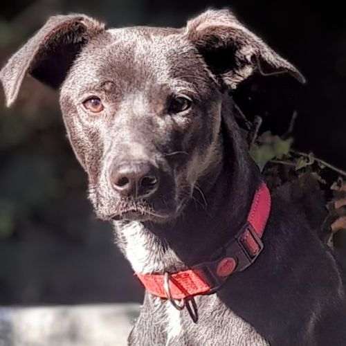 Jinka, 1 an,cherche un bon foyer