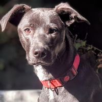 Jinka, 1 an,cherche un bon foyer