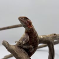 Pogona hypo red translucent #1
