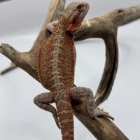 Pogona hypo red translucent #0