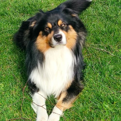 Chiot berger australien lof #1