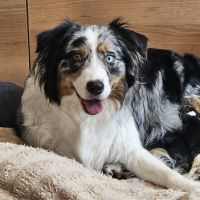 Chiot berger australien lof #2