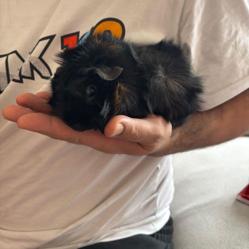 Cochon d'inde a vendre #1