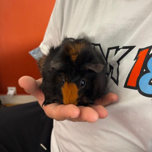 Cochon d'inde a vendre #2