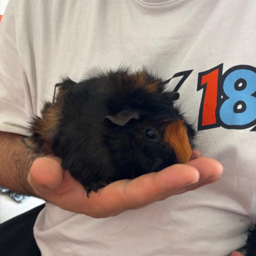 Cochon d'inde a vendre #3