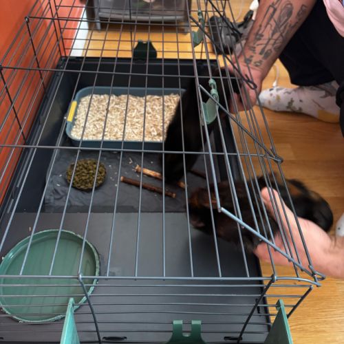 Cochon d'inde a vendre #4