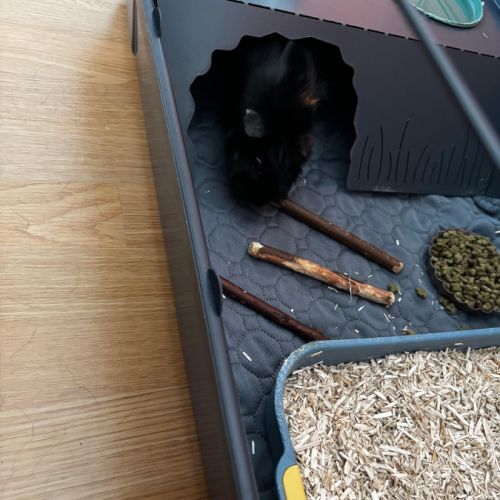 Cochon d'inde a vendre #5