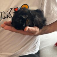 Cochon d'inde a vendre #1