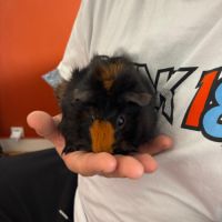 Cochon d'inde a vendre #2