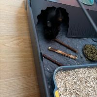 Cochon d'inde a vendre #5