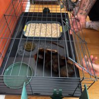 Cochon d'inde a vendre #6