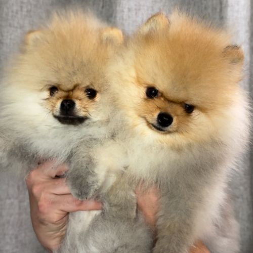 Chiots femelle poméranie nain #1