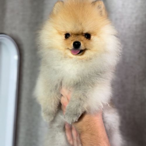 Chiots femelle poméranie nain #2