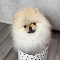 Chiots femelle poméranie nain #0