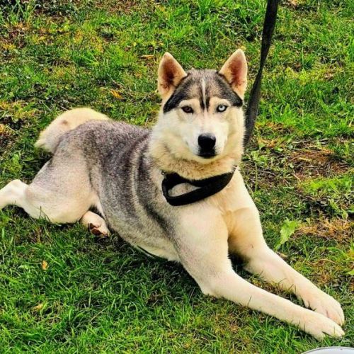 Femelle husky de sibérie à donner #3