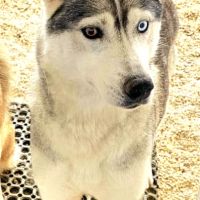 Femelle husky de sibérie à donner #1