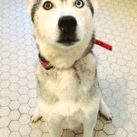 Femelle husky de sibérie à donner #0
