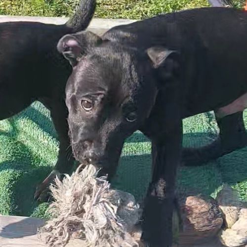 Staffies lof à vendre #2