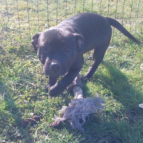 Staffies lof à vendre #3