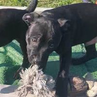 Staffies lof à vendre #2