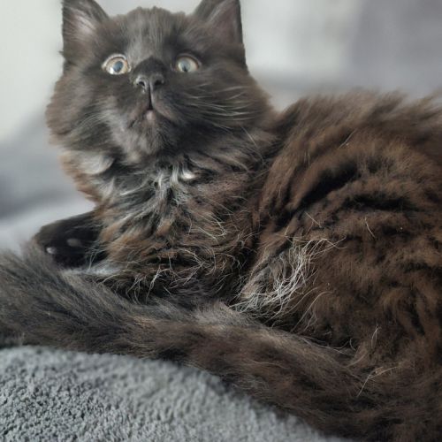 Femelle maine coon loof #1