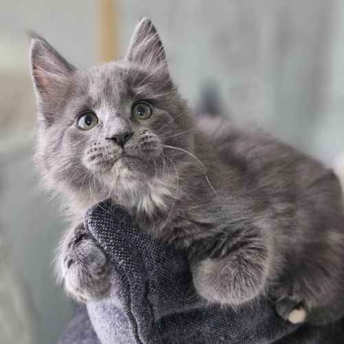 Femelle maine coon loof #3