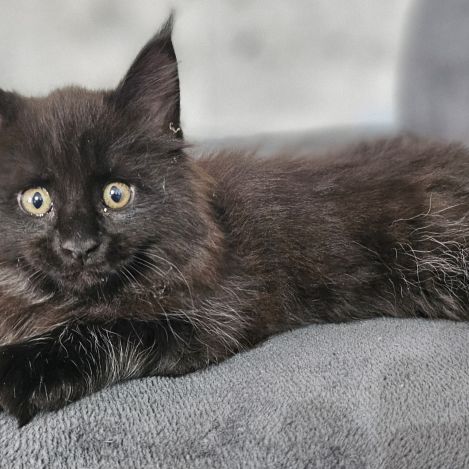 Femelle maine coon loof #4