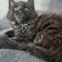 Femelle maine coon loof #1