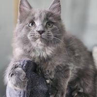 Femelle maine coon loof #0