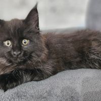 Femelle maine coon loof #4