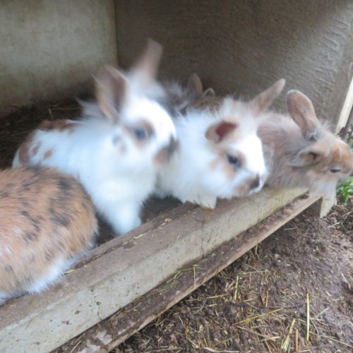 Lapins béliers nains #2