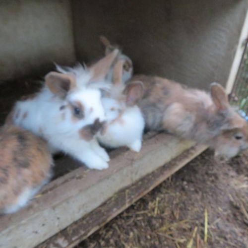 Lapins béliers nains #3
